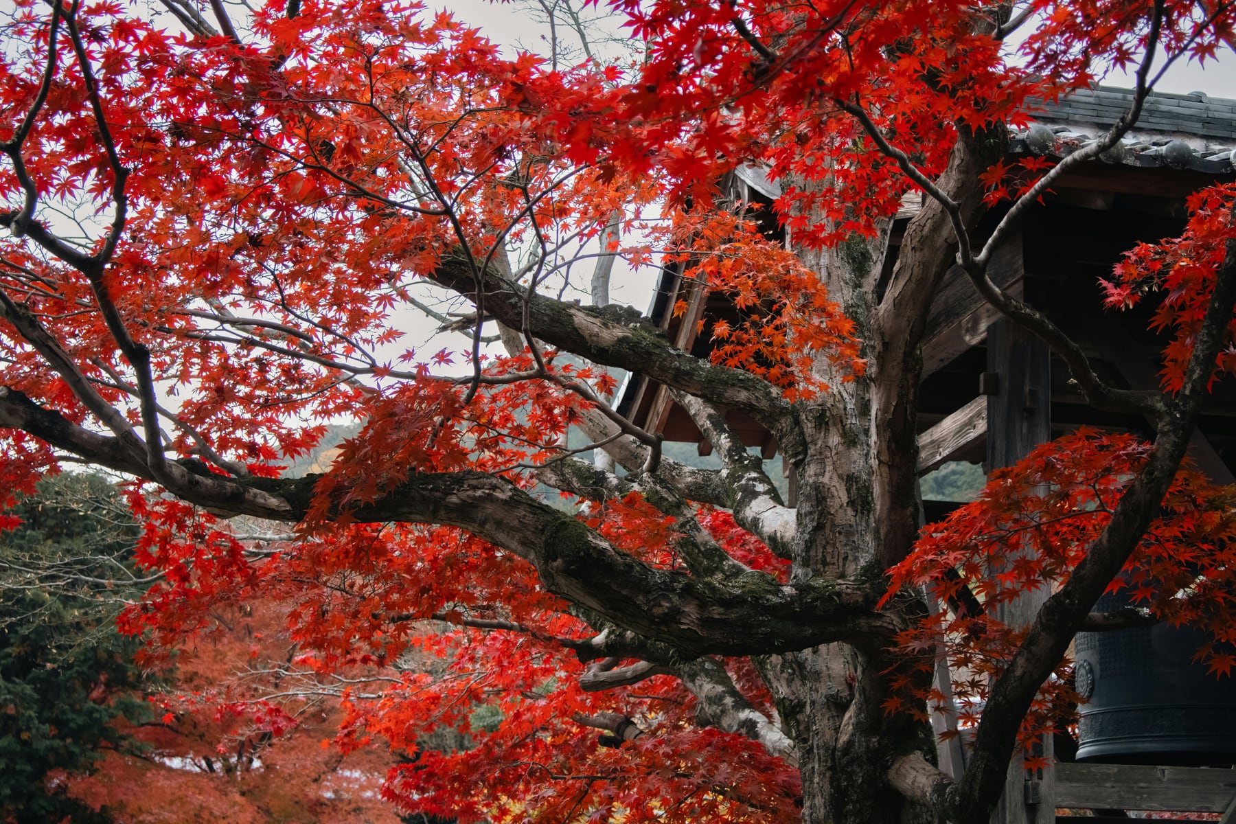 Kyoto Maple — THE THRESHOLD