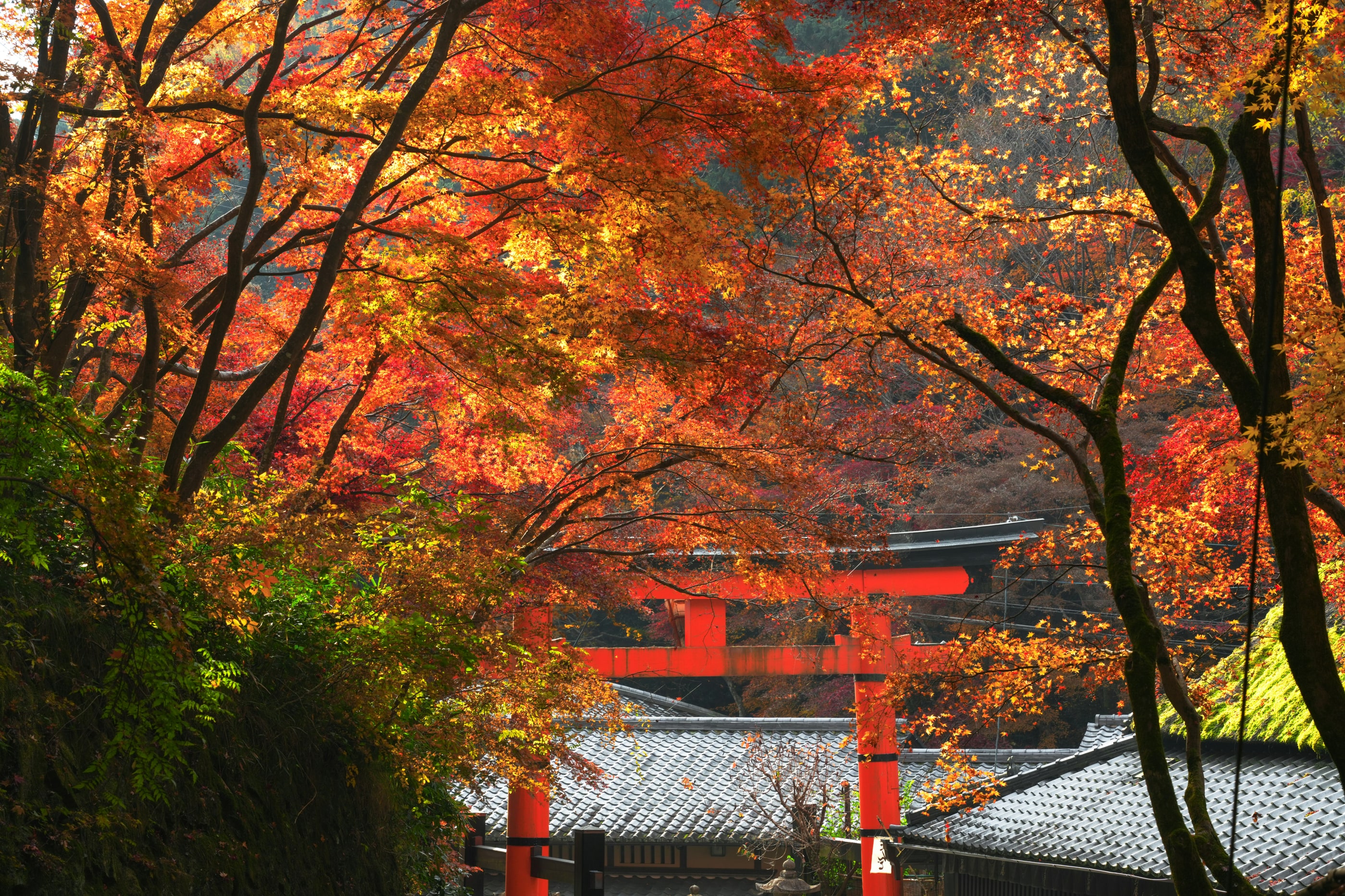Kyoto Maple — Landscape