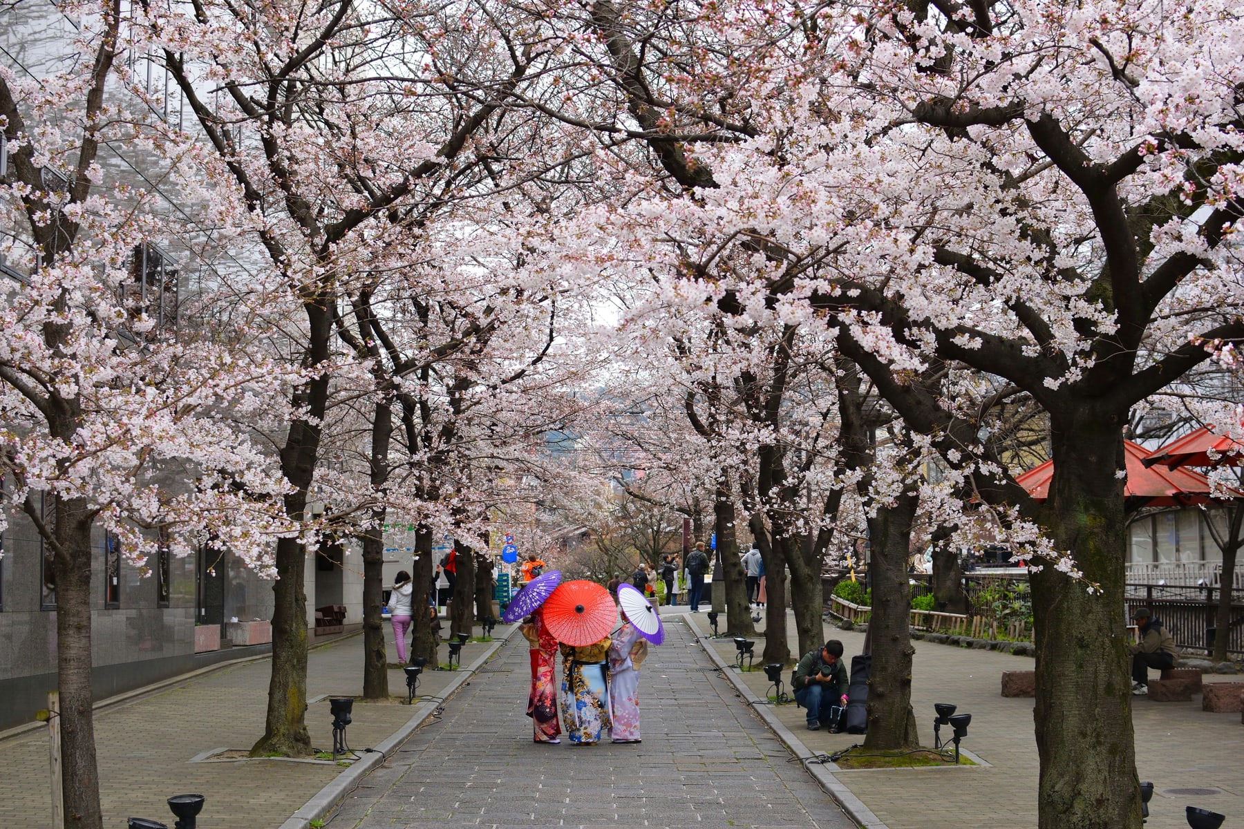 Sakura Drift — THE PATH