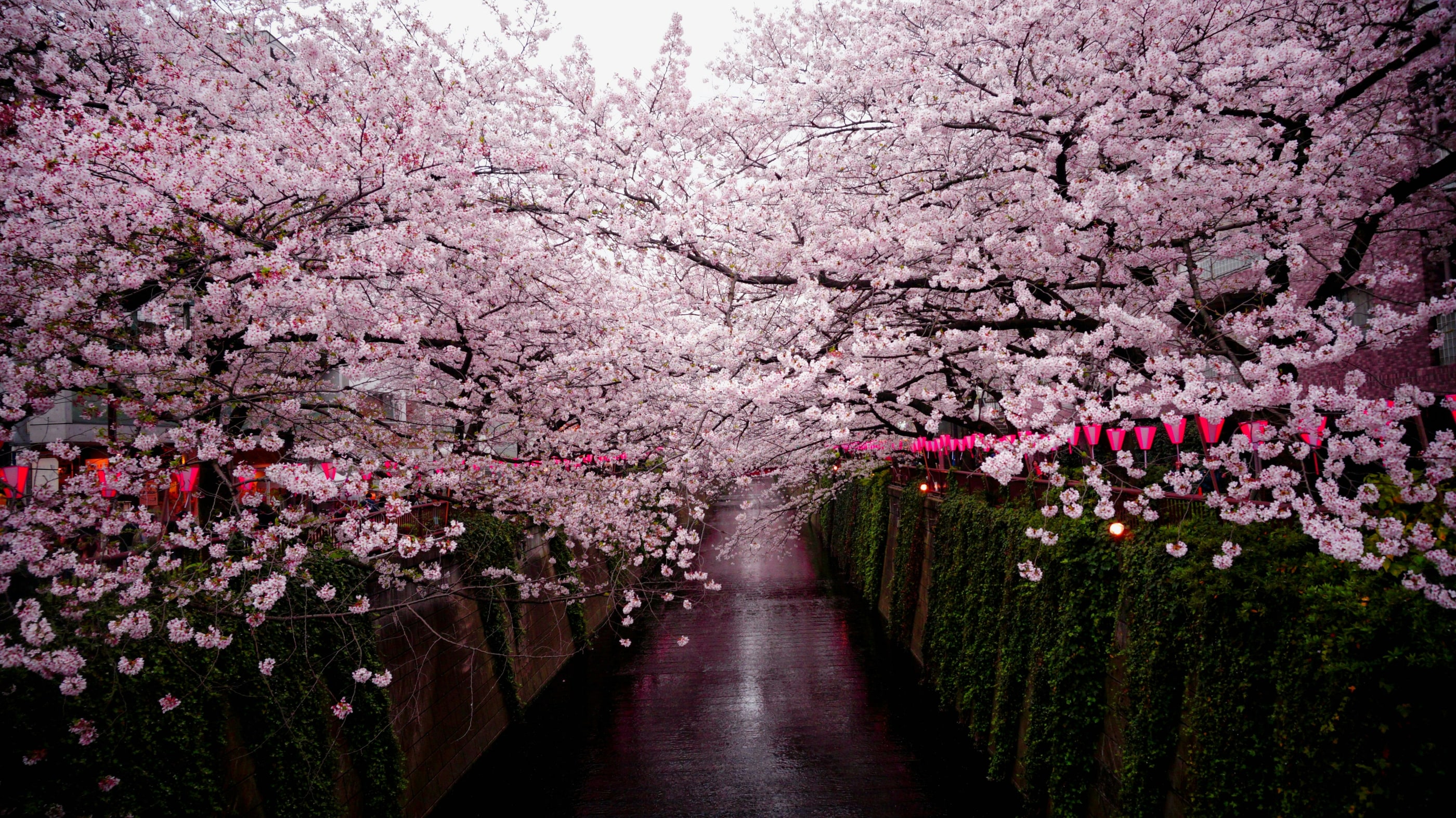 Sakura Drift — Landscape